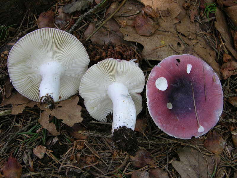 Russulaceae di oggi.